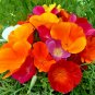 1000+CALIFORNIA POPPY MIX Native Wildflower Seeds White Orange Pink Red Yellow