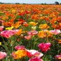 1000+CALIFORNIA POPPY MIX Native Wildflower Seeds White Orange Pink Red Yellow