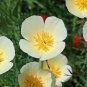 1000+CALIFORNIA POPPY MIX Native Wildflower Seeds White Orange Pink Red Yellow