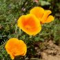 1000+CALIFORNIA POPPY MIX Native Wildflower Seeds White Orange Pink Red Yellow