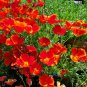 1000+CALIFORNIA POPPY MIX Native Wildflower Seeds White Orange Pink Red Yellow