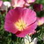 1000+CALIFORNIA POPPY MIX Native Wildflower Seeds White Orange Pink Red Yellow
