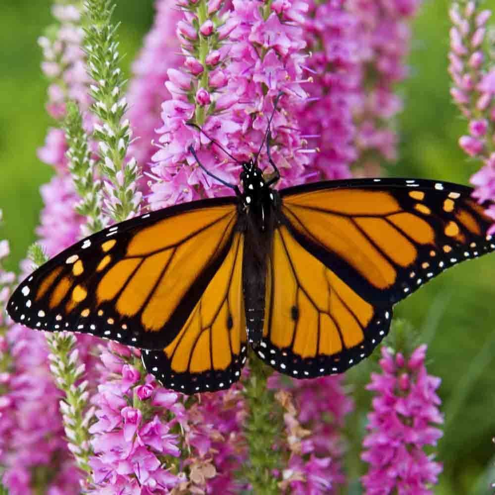 2000+ALL BUTTERFLY FLOWER MIX 21 Different Flower Seeds Perennial/Annual Nector