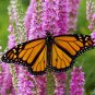 2000+ALL BUTTERFLY FLOWER MIX 21 Different Flower Seeds Perennial/Annual Nector