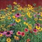 2000+ALL BUTTERFLY FLOWER MIX 21 Different Flower Seeds Perennial/Annual Nector