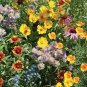 2000+ALL BUTTERFLY FLOWER MIX 21 Different Flower Seeds Perennial/Annual Nector