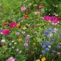 2000+ALL BUTTERFLY FLOWER MIX 21 Different Flower Seeds Perennial/Annual Nector