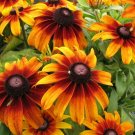 2000+GLORIOSA DAISY Seeds American Native Wildflower Butterflies Bees Perennial