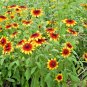 2000+GLORIOSA DAISY Seeds American Native Wildflower Butterflies Bees Perennial