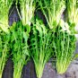 600+CATALOGNA CHICORY Seeds Non-Gmo Organic Dandelion Leaves Asparagus Taste