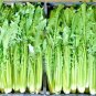 600+CATALOGNA CHICORY Seeds Non-Gmo Organic Dandelion Leaves Asparagus Taste