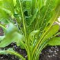 600+CATALOGNA CHICORY Seeds Non-Gmo Organic Dandelion Leaves Asparagus Taste