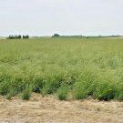 500+WESTERN WHEATGRASS Seeds HEALTHY SUPERFOOD Native Prairie Grass Restoration