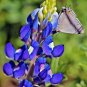 1 OZ = 800+TEXAS BLUEBONNET LUPINE Flower Seeds Native Wildflower Spring/Summer