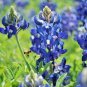 1 OZ = 800+TEXAS BLUEBONNET LUPINE Flower Seeds Native Wildflower Spring/Summer