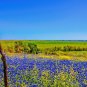 1 OZ = 800+TEXAS BLUEBONNET LUPINE Flower Seeds Native Wildflower Spring/Summer