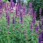 100+GIANT ANISE HYSSOP Flower Seeds Mint Licorice LAVENDER&BLUE Fragrant Herb