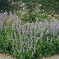 100+GIANT ANISE HYSSOP Flower Seeds Mint Licorice LAVENDER&BLUE Fragrant Herb