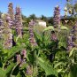 100+GIANT ANISE HYSSOP Flower Seeds Mint Licorice LAVENDER&BLUE Fragrant Herb