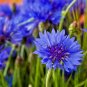 500+DWARF BLUE BACHELOR BUTTON CORNFLOWER Seeds Deer Resistant Garden/Containers