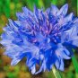 500+DWARF BLUE BACHELOR BUTTON CORNFLOWER Seeds Deer Resistant Garden/Containers