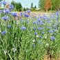 500+DWARF BLUE BACHELOR BUTTON CORNFLOWER Seeds Deer Resistant Garden/Containers