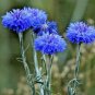 500+DWARF BLUE BACHELOR BUTTON CORNFLOWER Seeds Deer Resistant Garden/Containers