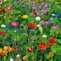 2000+DEER RESISTANT WILDFLOWER MIX 15 Different Flower Seeds Butterflies Bees