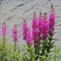 300+FIREWEED Seeds ROSEBAY WILLOW HERB YANAGIRAN Native Medicinal Wildflower