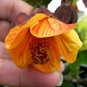ABUTILON Bellevue Mix Seeds Parlor Maple indoor/Outdoor Semi Tropical Houseplant