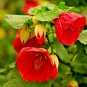 ABUTILON Bellevue Mix Seeds Parlor Maple indoor/Outdoor Semi Tropical Houseplant