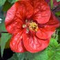ABUTILON Bellevue Mix Seeds Parlor Maple indoor/Outdoor Semi Tropical Houseplant