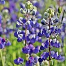 100+SKY/DWARF LUPINE Seed Native Northwest Wildflower Blue Blooms Spring/Summer
