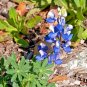 100+SKY/DWARF LUPINE Seed Native Northwest Wildflower Blue Blooms Spring/Summer