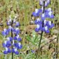 100+SKY/DWARF LUPINE Seed Native Northwest Wildflower Blue Blooms Spring/Summer