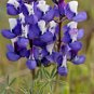 100+SKY/DWARF LUPINE Seed Native Northwest Wildflower Blue Blooms Spring/Summer