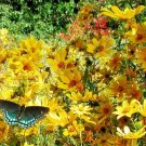 100+SWAMP MARIGOLD Flower Seeds Beggar's Ticks/Tickseed Fast Growing Butterflies