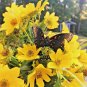 100+SWAMP MARIGOLD Flower Seeds Beggar's Ticks/Tickseed Fast Growing Butterflies