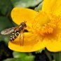 100+SWAMP MARIGOLD Flower Seeds Beggar's Ticks/Tickseed Fast Growing Butterflies