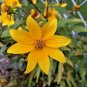 100+SWAMP MARIGOLD Flower Seeds Beggar's Ticks/Tickseed Fast Growing Butterflies