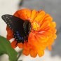 300+ZINNIA "ORANGE KING" Flower Seeds Giant 4-5" Orange Blooms Summer to Fall