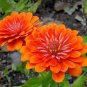 300+ZINNIA "ORANGE KING" Flower Seeds Giant 4-5" Orange Blooms Summer to Fall