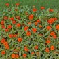 300+ZINNIA "ORANGE KING" Flower Seeds Giant 4-5" Orange Blooms Summer to Fall