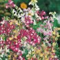2000+TOADFLAX/SPURRED SNAPDRAGON MIX Flower Seeds Summer to Fall DWARF 12" Tall