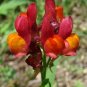 2000+TOADFLAX/SPURRED SNAPDRAGON MIX Flower Seeds Summer to Fall DWARF 12" Tall