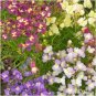 2000+TOADFLAX/SPURRED SNAPDRAGON MIX Flower Seeds Summer to Fall DWARF 12" Tall
