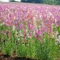 2000+TOADFLAX/SPURRED SNAPDRAGON MIX Flower Seeds Summer to Fall DWARF 12" Tall