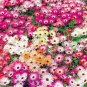 8000+ICE PLANT MIX Seeds (Livingston Daisy) Ground Cover Rock Garden/Containers