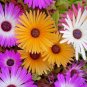 8000+ICE PLANT MIX Seeds (Livingston Daisy) Ground Cover Rock Garden/Containers
