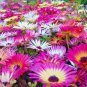 8000+ICE PLANT MIX Seeds (Livingston Daisy) Ground Cover Rock Garden/Containers